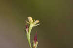 Orangegrass <BR>Pineweed